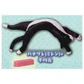 black and white cat