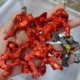 5PCS