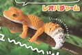 eyelid geckos