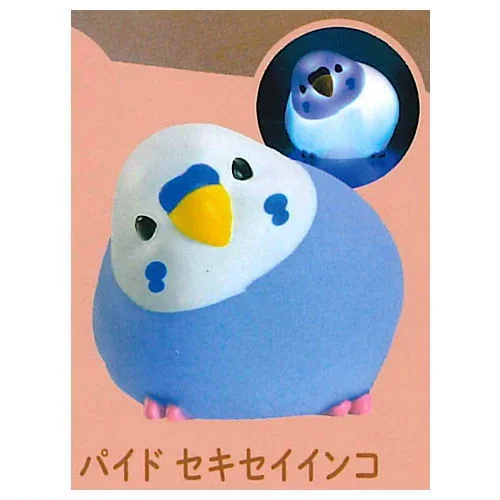 Pied budgie