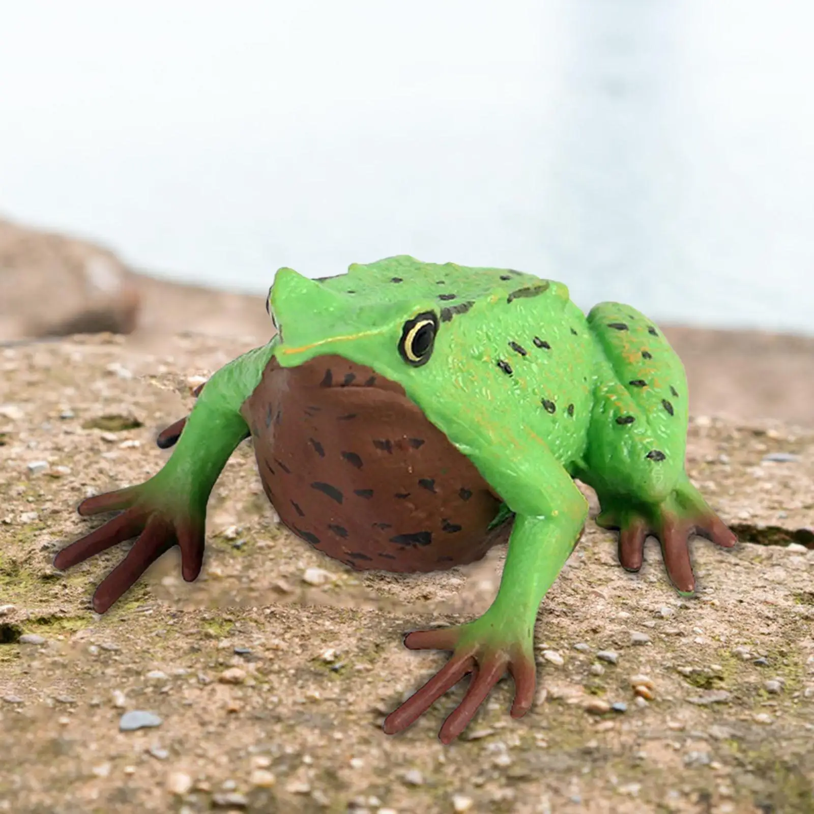 Frog Figurine Science Animals Learning Animal Model Toy for Teaching Aids Micro Landscape Photo Props DIY Landscaping Bath Toys