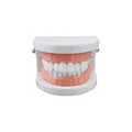 Teeth Model