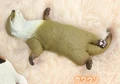 Otter