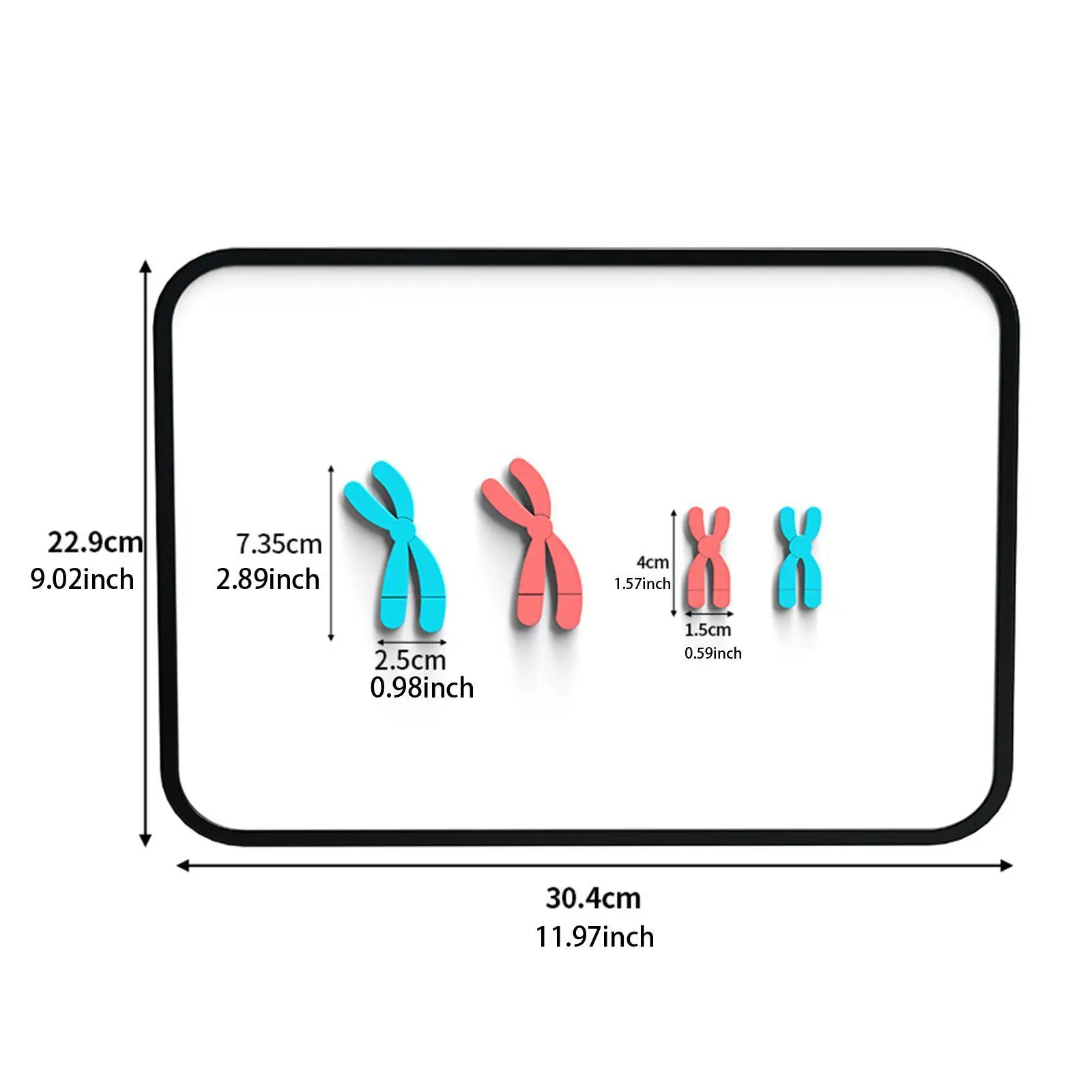 Chromosome Changes Model Teaching Tools Biology Bildungsmeosis Demonstrator
