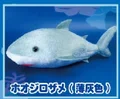 Great white shark