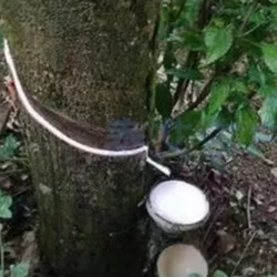 Muletas de montaña con cubierta antideslizante para exteriores