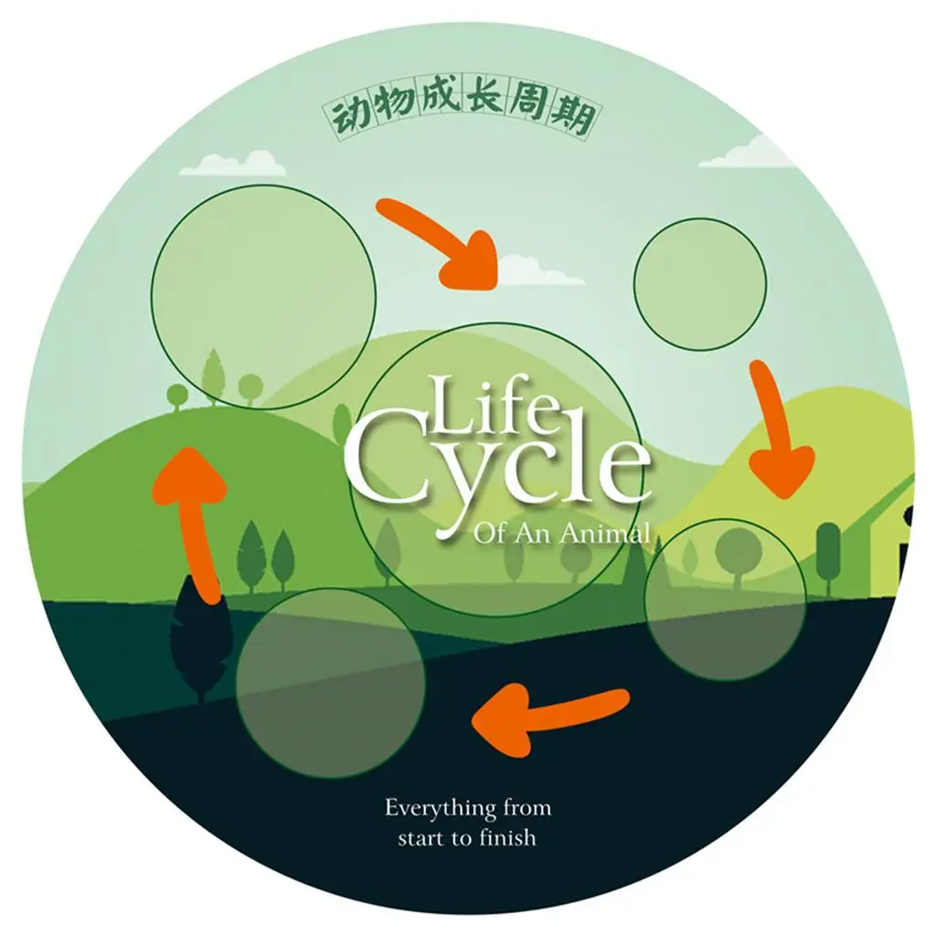 10 Pieces Life Cycle Bulletin Board for Children's Education Kids Toys