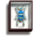 Eupholus schoenherri