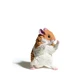 hamster