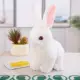 White 25cm