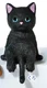 black cat