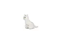cat apology