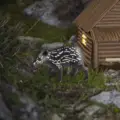 tapir