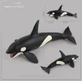 119 killer whale
