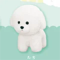 stand Bichon Frise