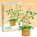 osmanthus