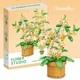 osmanthus