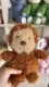 monkey 20cm