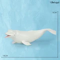 1Beluga