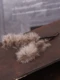 1Pc