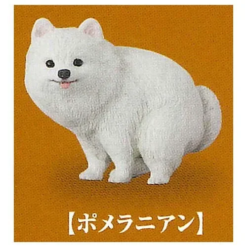Pomeranian