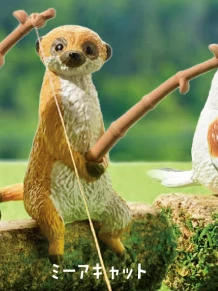 Meerkat fishing