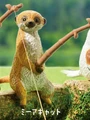 Meerkat fishing