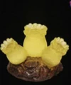 yellow coral