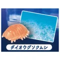 Giant isopod