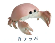 Calappa crab