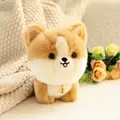 corgi dog