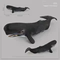 559 sperm whale