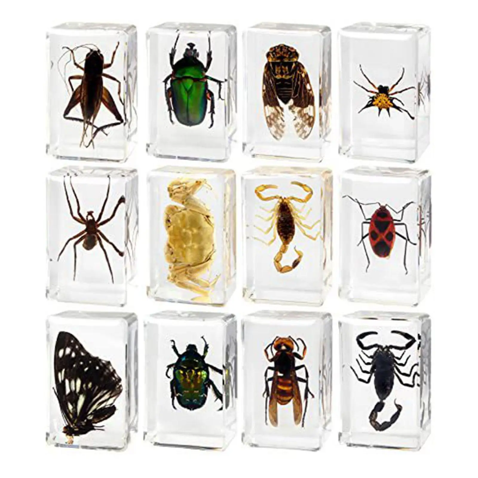 12 Pieces Animal in Resin Collection Desktop Ornament Early Learning Educational Toy for Classroom Gifts Children Home Kids