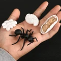 Ant