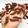 Centipede