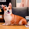 corgi