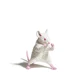 house mouse