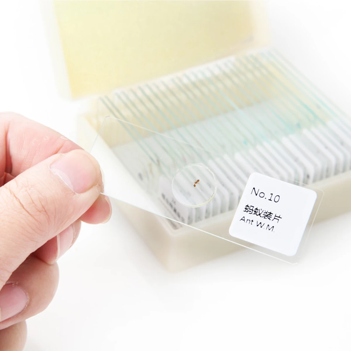 Portaobjetos de microscopio natural biioslicing, muestras de vidrio para insectos, biología preparada, ciencia educativa, estudio, niños y estudiantes, 10 Uds. - imagen 2