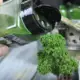 Verde claro