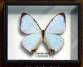 Morpho sulkowskyi