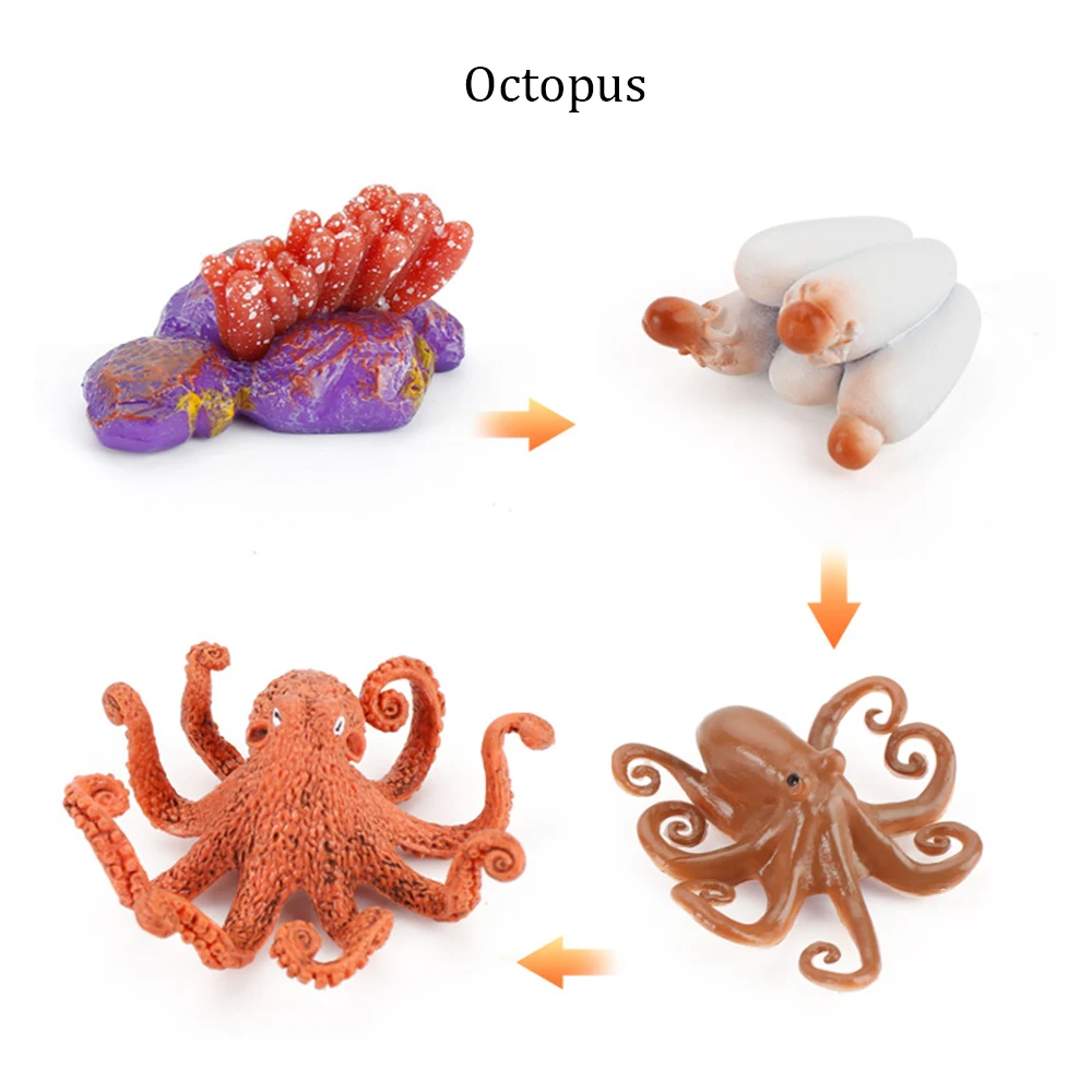 Octopus