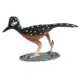 roadrunner