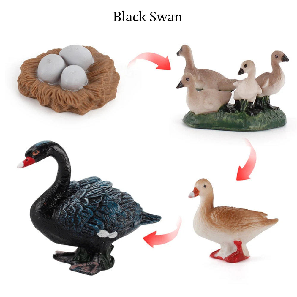 Black Swan