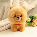 chow dog