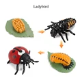 Ladybird