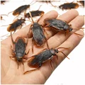 Cockroach