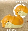 shiba inu random