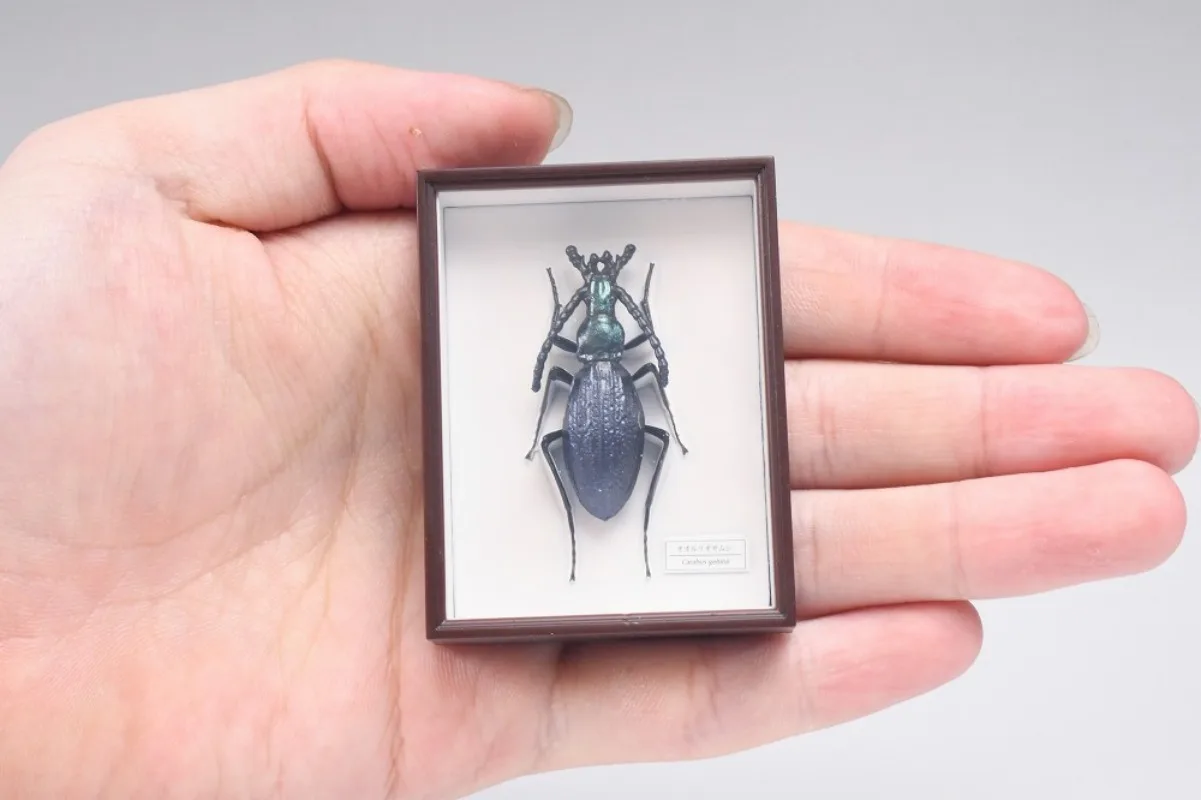 IKIMON imanes de insectos para caja sorpresa estilo alemán mini - imagen 2