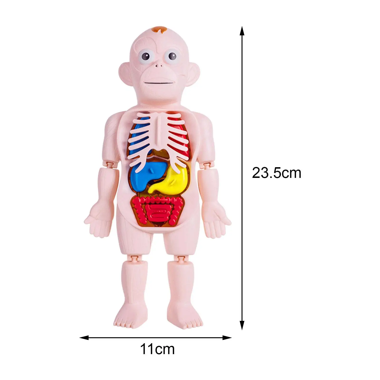 Human Body Model for Kids Removable Organs DIY Toy Teaching Model for Preschool Home Science Learning Children Demonstration