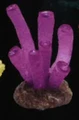 purple coral